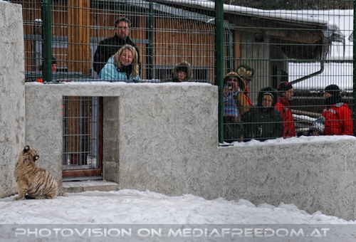 Winter dream - Pix 061: Wei�er Tiger,Gabriele P.