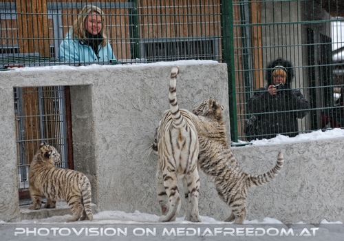 Winter dream - Pix 077: Wei�er Tiger