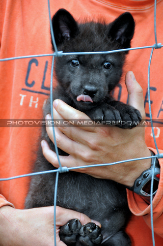 Wolf Science Center 02