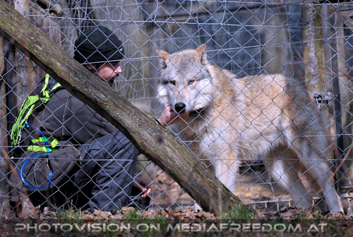 Wolf Science Center 03