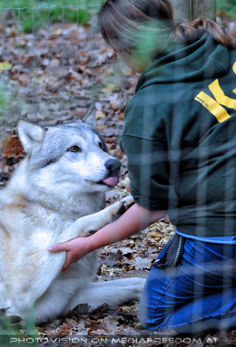 Wolf Science Center 07