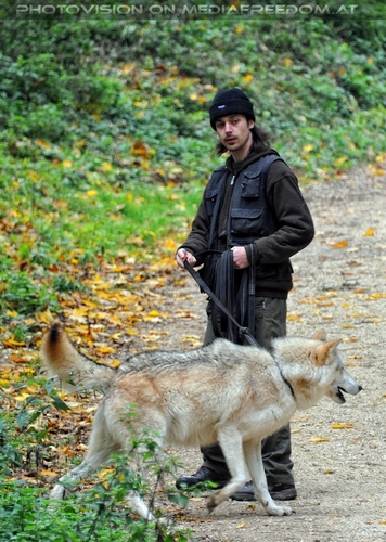 Wolf Science Center 16