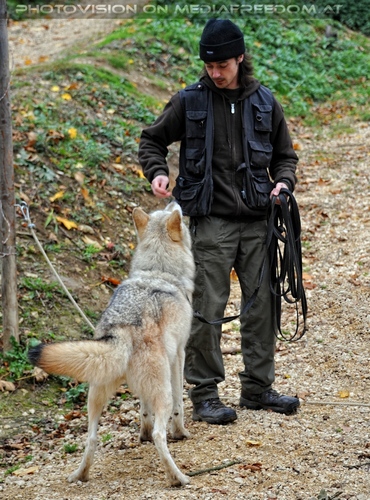 Wolf Science Center 17