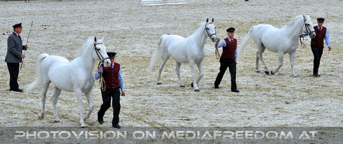 Deckhengste an der Hand 1
