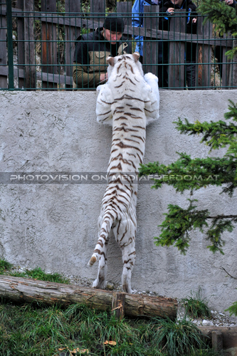 Wei�e Tiger 04: Rainer Z�chling