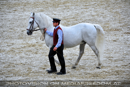 Deckhengste an der Hand 2