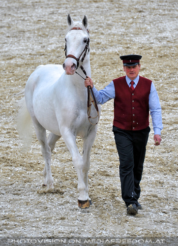 Deckhengste an der Hand 3