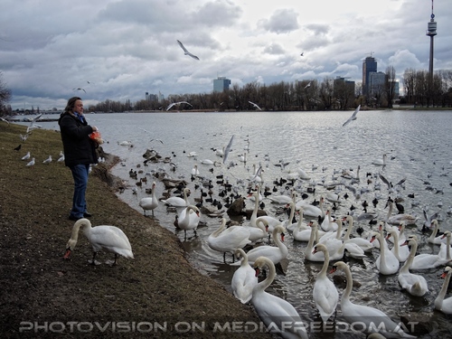 Wasservogel Paradies 06