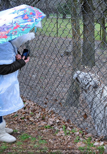 White Tiger Salim 21