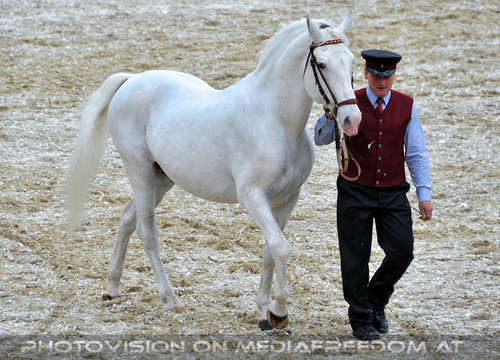 Deckhengste an der Hand 4