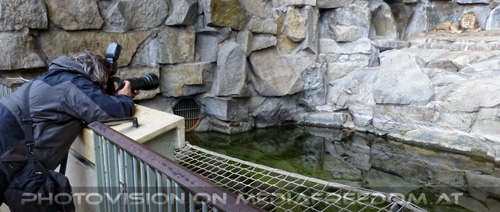 Afrikanische L�wen 06