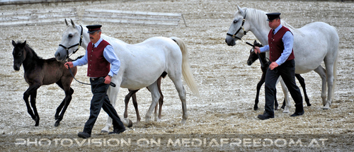 Mutterstutten mit Fohlen 01