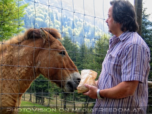 Przewalski-Pferd 3: Charly Swoboda