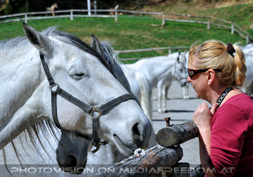 Lipizzaner Heimat 31