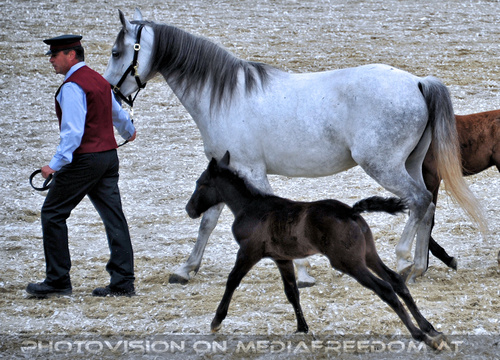Mutterstutten mit Fohlen 03