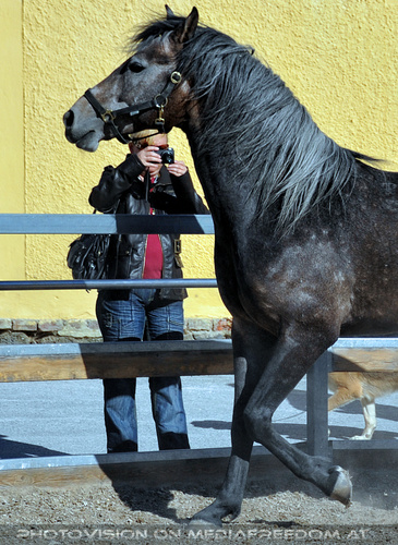 Lipizzaner Heimat 60: Gabriele P.