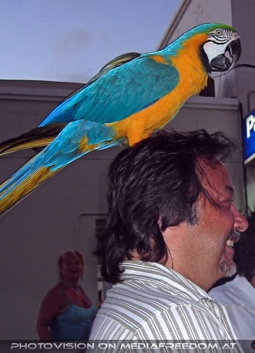 Papageien Show 9: Charly Swoboda