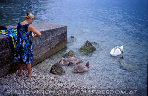 Al lago dei cigni 15
