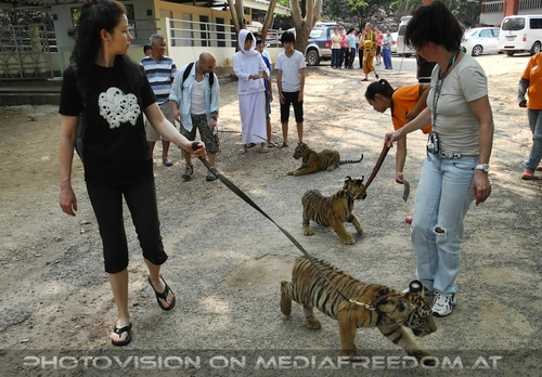 The B-Day of the Tigerman Pix 064