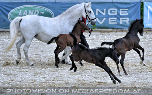 Mutterstutten mit Fohlen 04