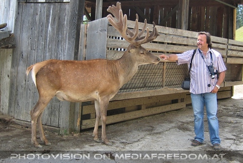 Pr�chtiger Hirsch 2