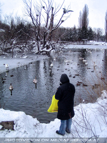 V�gel f�ttern 08