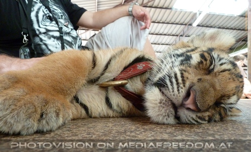 The B-Day of the Tigerman Pix 035