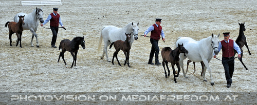 Mutterstutten mit Fohlen 05