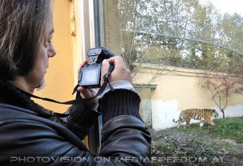 Sibirischer Tiger 04: Charly Swoboda