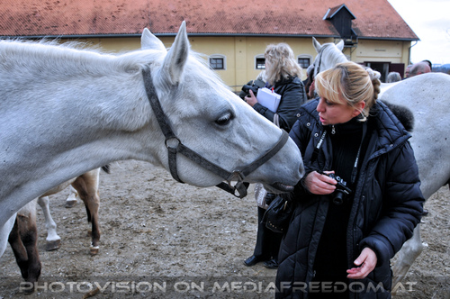 Stuten mit ihren Fohlen 13