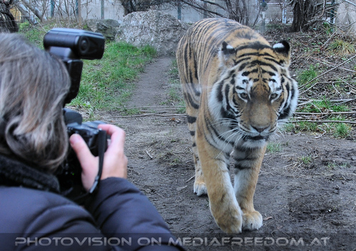 Sibirischer Tiger 07: Charly Swoboda