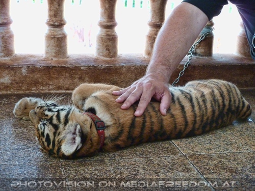 The B-Day of the Tigerman Pix 032