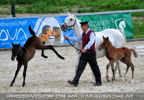 Mutterstutten mit Fohlen 07