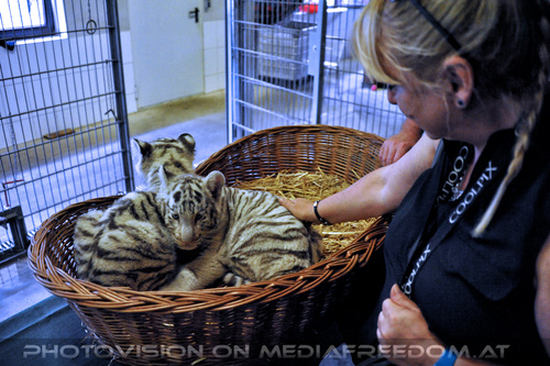 Wei�e Tigerbabys Nanu und Nena 17