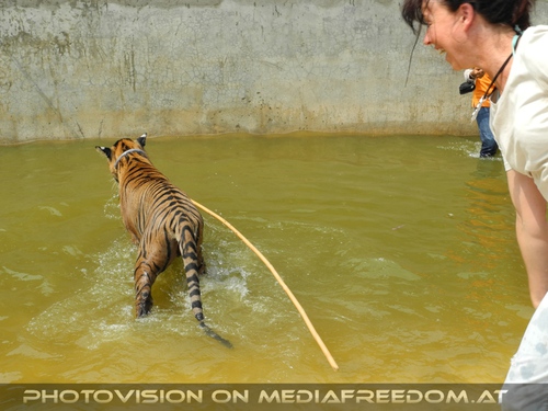 The B-Day of the Tigerman Pix 078