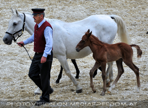 Mutterstutten mit Fohlen 08