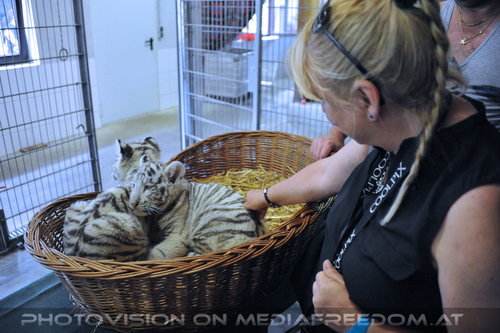 Wei�e Tigerbabys Nanu und Nena 18: Gabriele P.