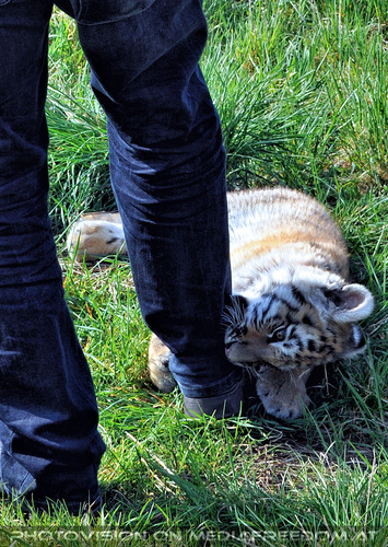 In menschlicher Obhut 09