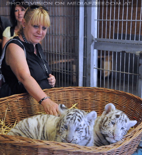 Wei�e Tigerbabys Nanu und Nena 21