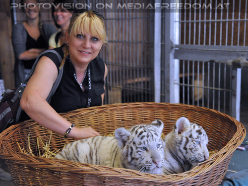 Wei�e Tigerbabys Nanu und Nena 22: Gabriele P.