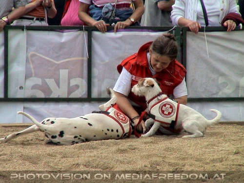 Hund, Katz und Co 07