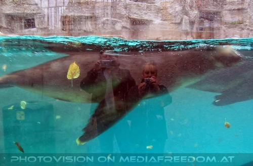 M�hnenrobbenspiegel: Charly Swoboda,Gabriele P.