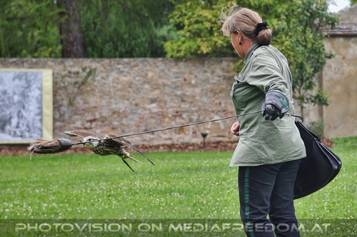 Angriff auf das Federspiel