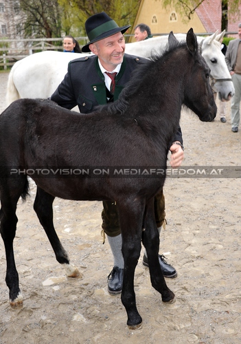 Club der Freunde des Lipizzanergest�ts 57