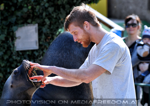 M�hnenrobben F�tterung 06