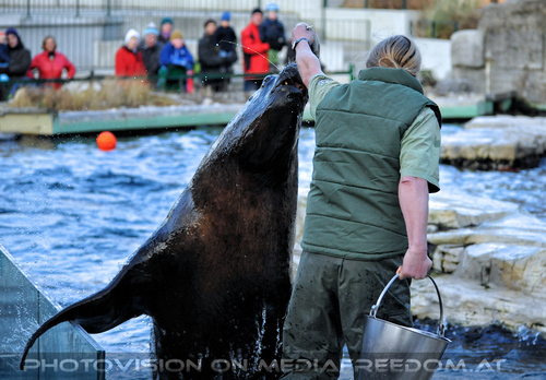 M�hnenrobben F�tterung 2