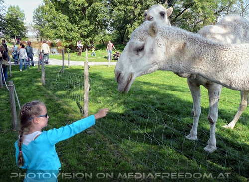 Am Hof 15 - Wei�e Kamele