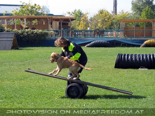 Auf dem Hundestaffel Parcour