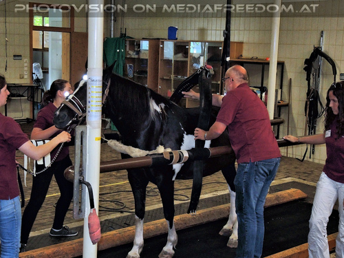 Rund um Mensch und Tier 17