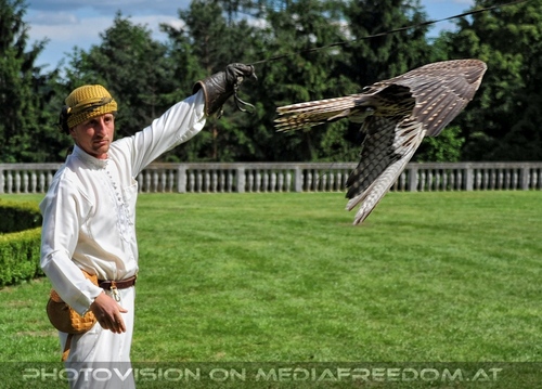 Greifvogel Vorf�hrung 17